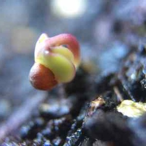 cabbage germination